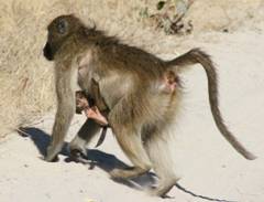 Should have used the Assos chamois crème. Prevents the Luxury Monkeybutt.